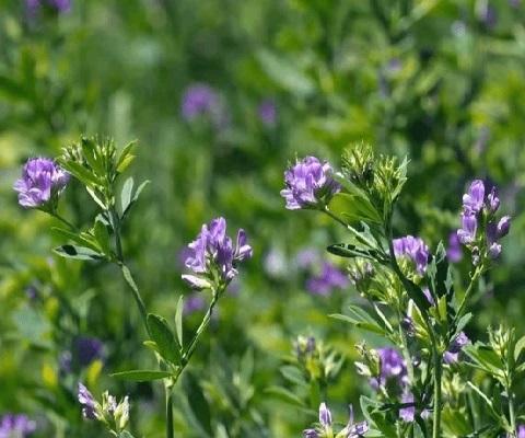 Alfalfa